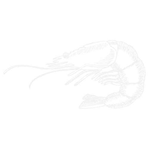 illustration-shrimp-500x500