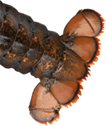 maine-lobster-tail-150
