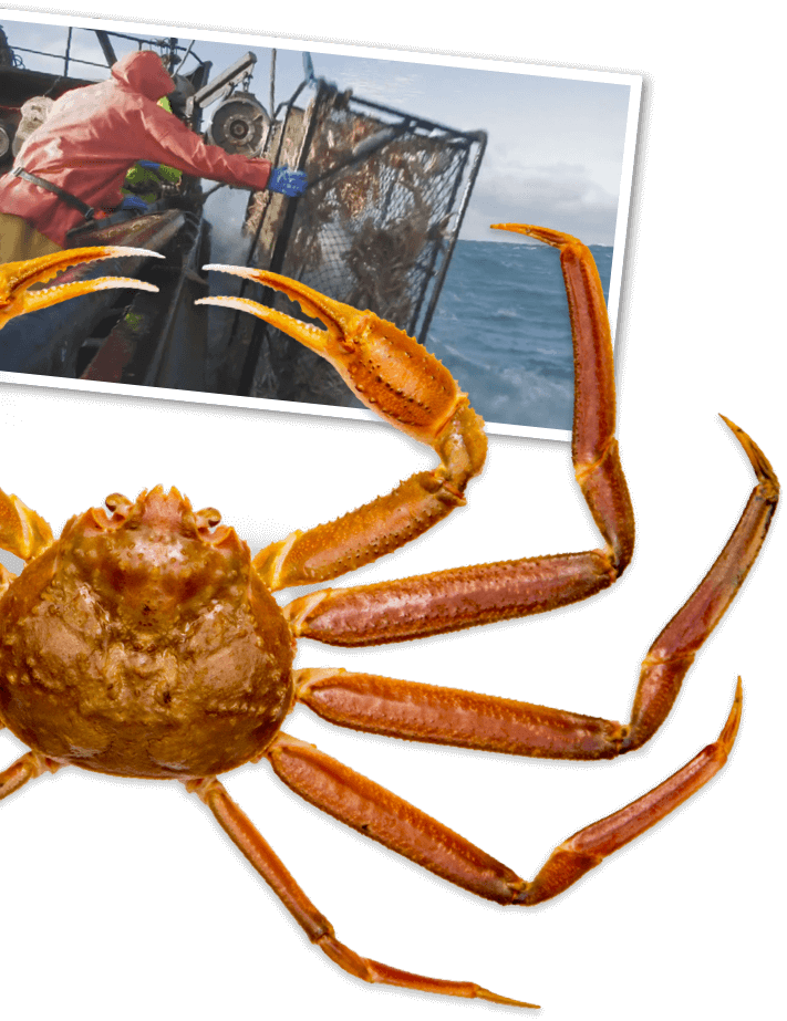 snow-crab-photo